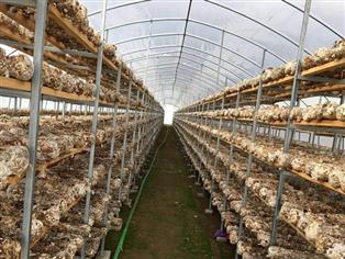 食用菌大棚-菌類溫室-食用菌養(yǎng)植棚