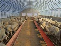 養殖溫室-養殖大棚-畜牧大棚