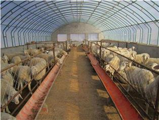 養(yǎng)殖溫室-養(yǎng)殖大棚-畜牧大棚