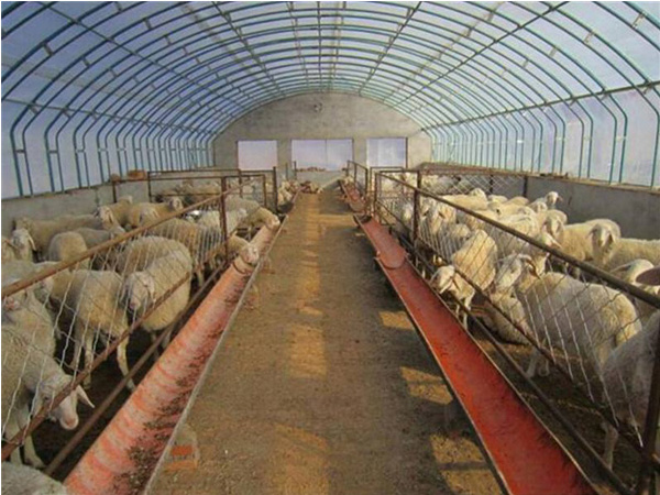 養殖溫室-養殖大棚-畜牧大棚