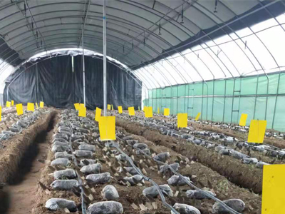 羊肚菌溫室大棚-羊肚菌連棟大棚-薄膜單體溫室大棚