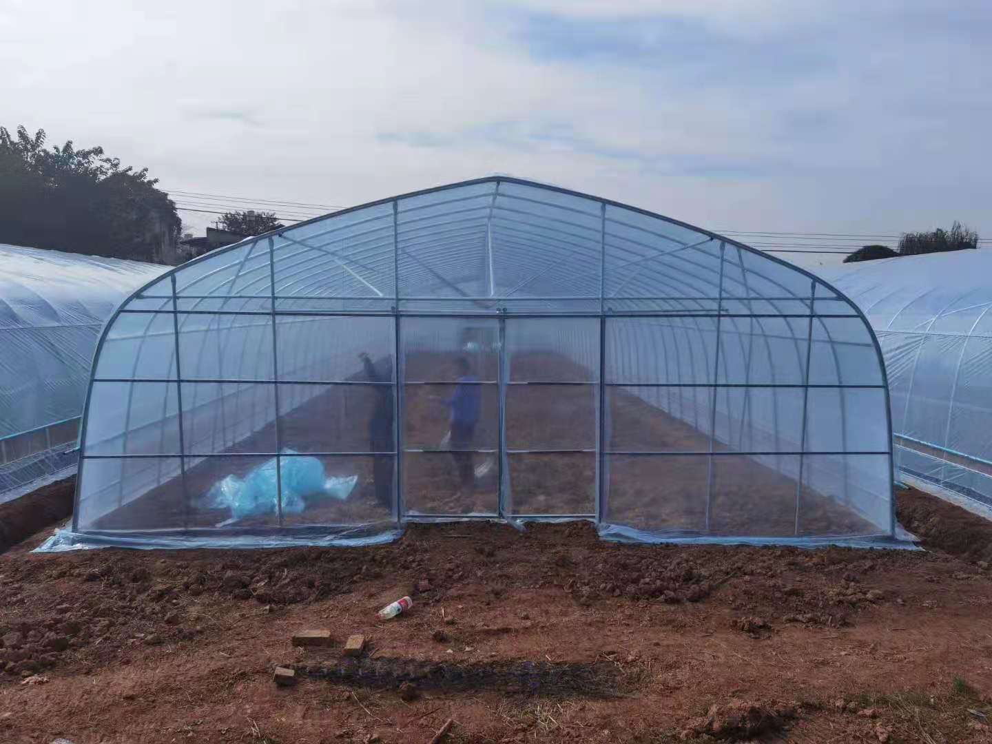 蔬菜種植棚-溫室大棚